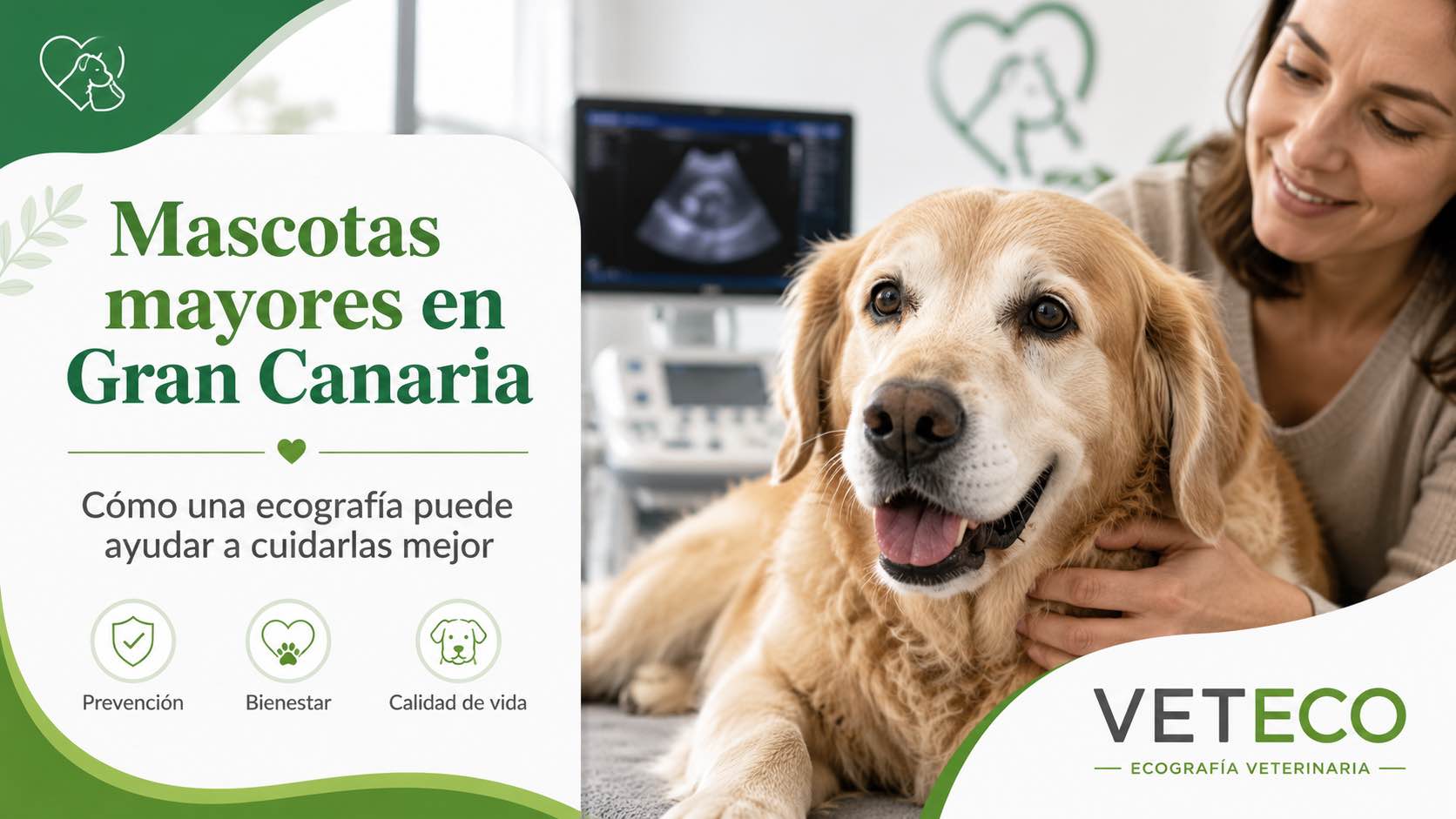Ecografía veterinaria a una mascota mayor en Veteco, Gran Canaria