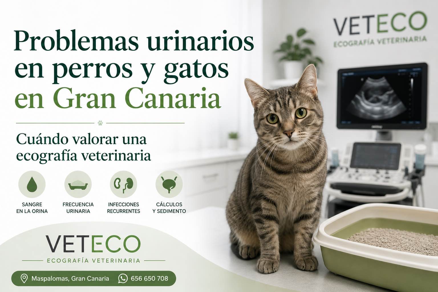 Ecografía veterinaria para problemas urinarios en perros y gatos en Gran Canaria